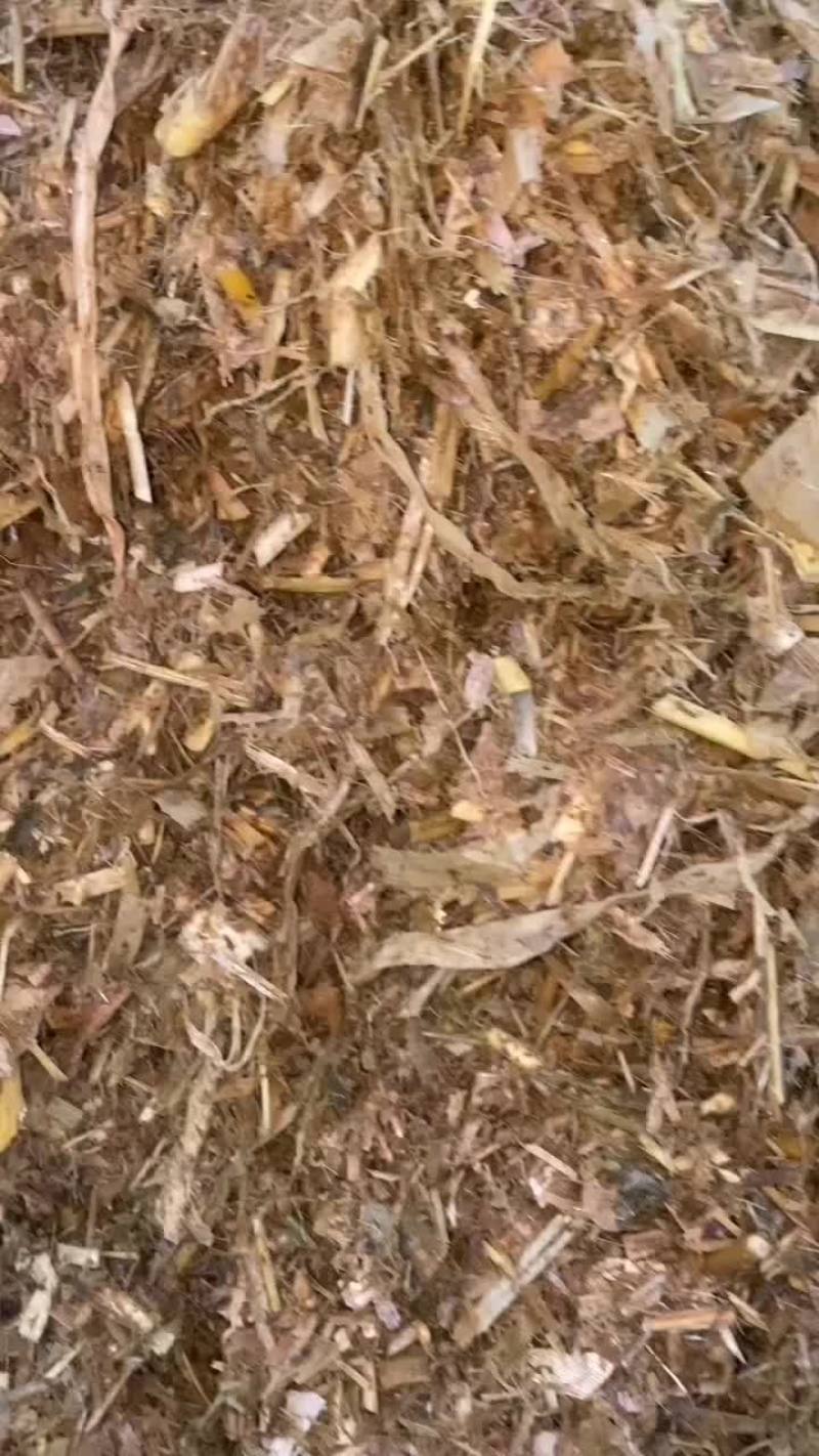 大量优质黄储开窖打包中