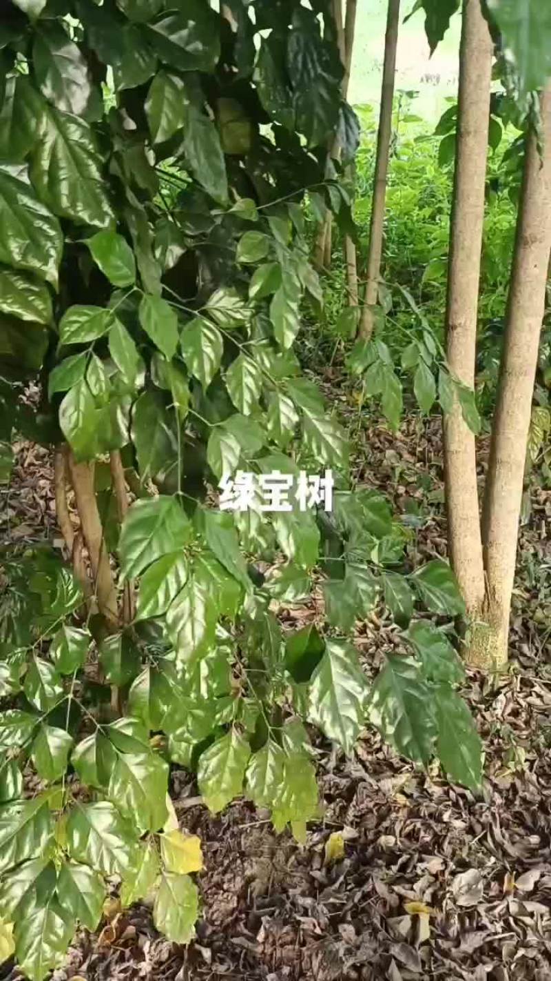 绿宝树