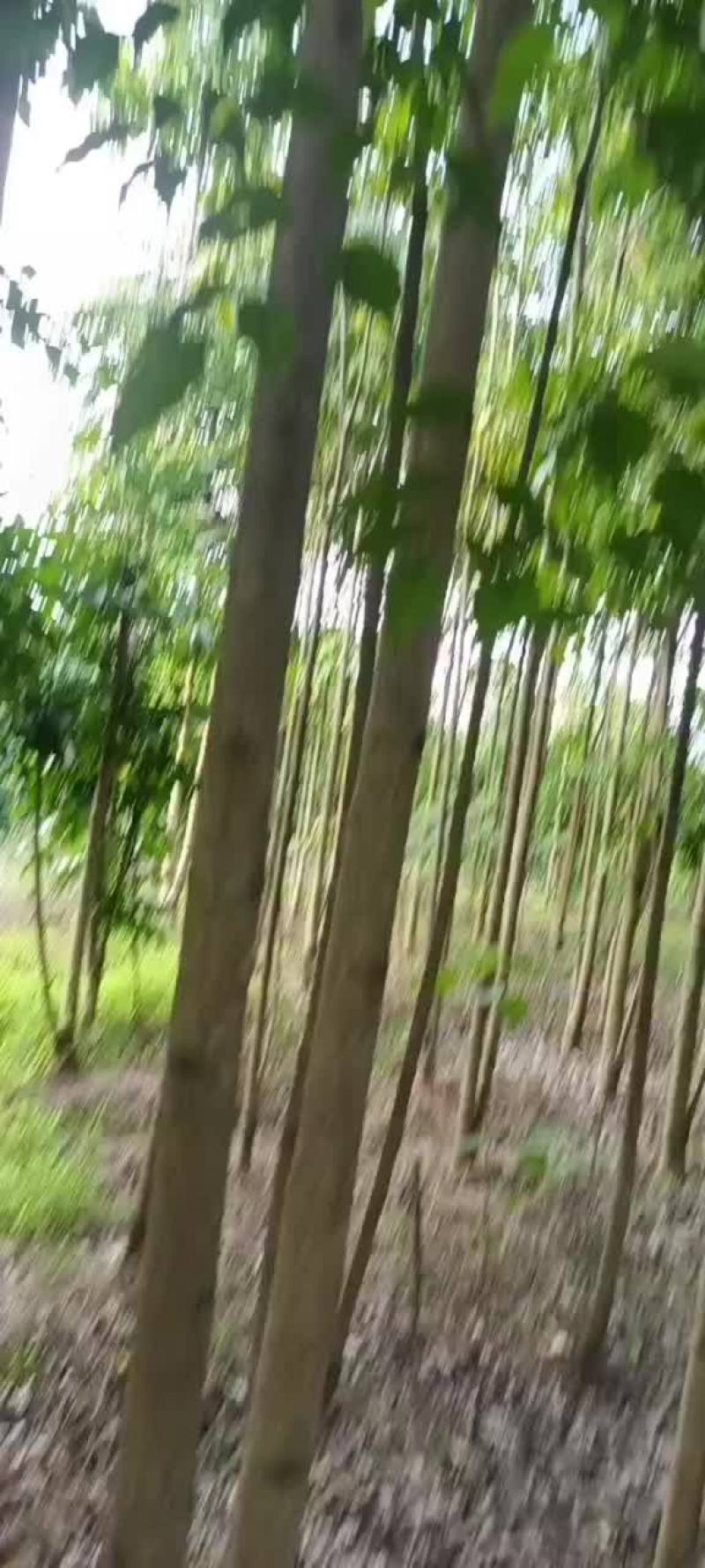 绿宝树