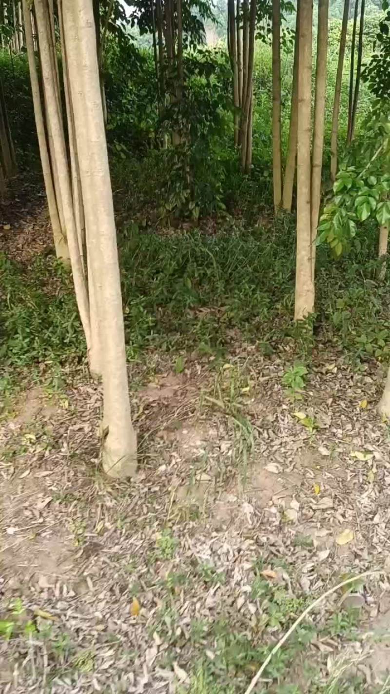 绿宝树