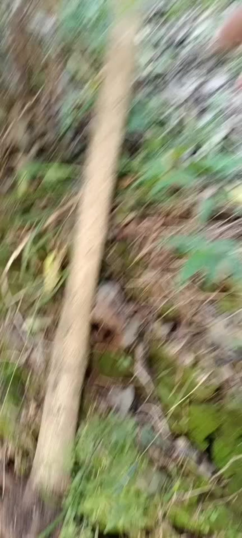 绿宝树