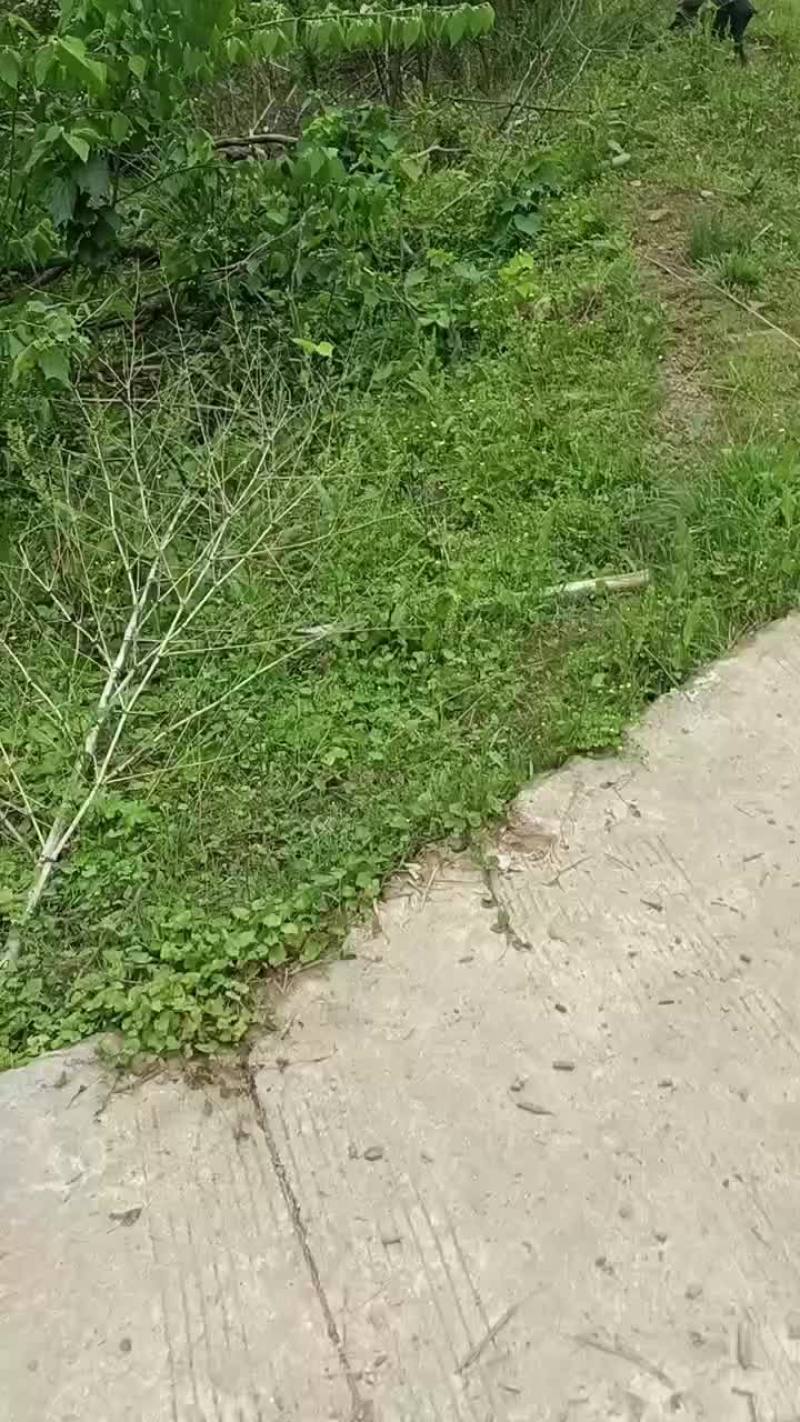 放养藏香猪大猪母猪小猪种猪打包出售中。10元一斤