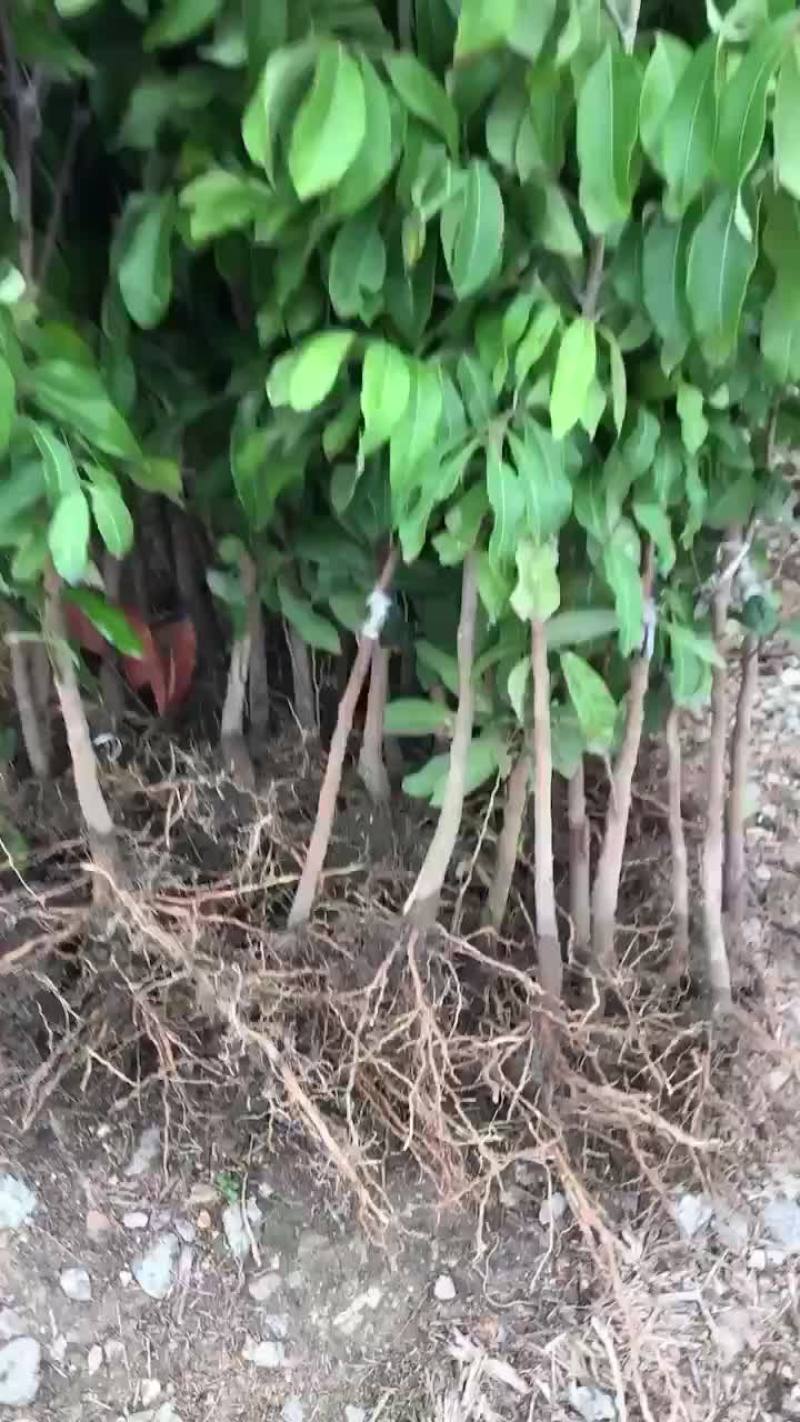 基地供应四季龙眼苗，兼备嫁接队伍