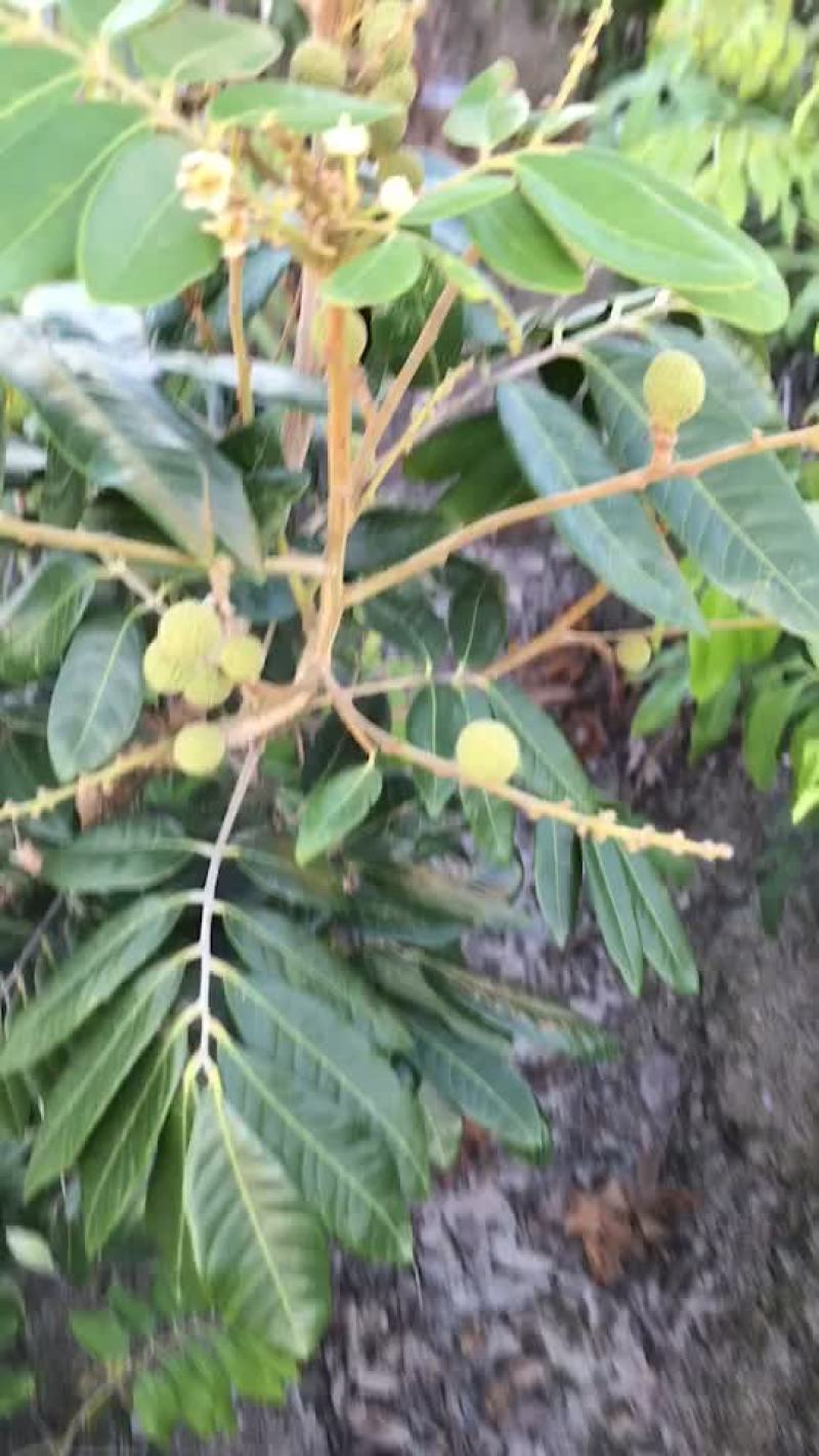基地供应四季龙眼苗，兼备嫁接队伍