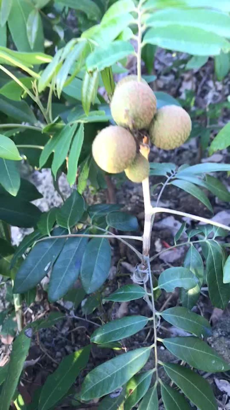 基地供应四季龙眼苗，兼备嫁接队伍