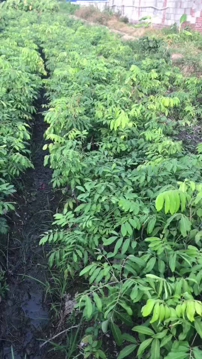 基地供应四季龙眼苗，兼备嫁接队伍