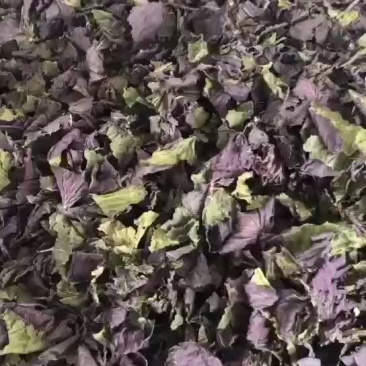 全叶紫苏新货