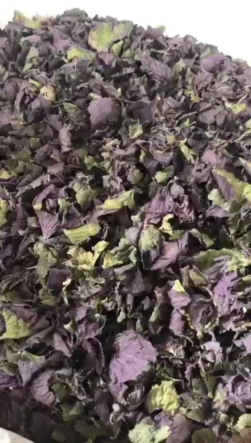 全叶紫苏新货