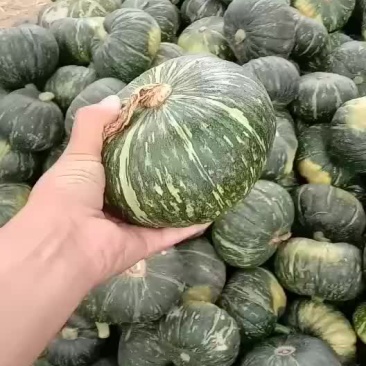 板栗南瓜大量上市要的老板前来选购