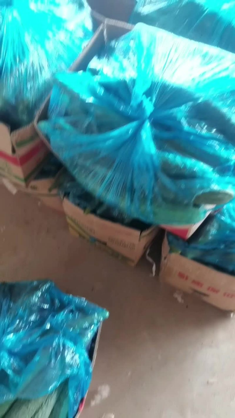 黄瓜有五吨现货，需要了联系