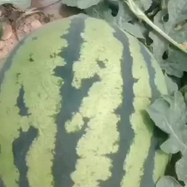 甜王，等各种应季水果，蔬菜