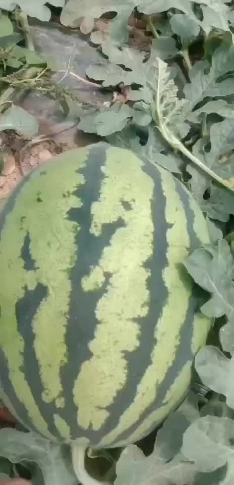 甜王，等各种应季水果，蔬菜
