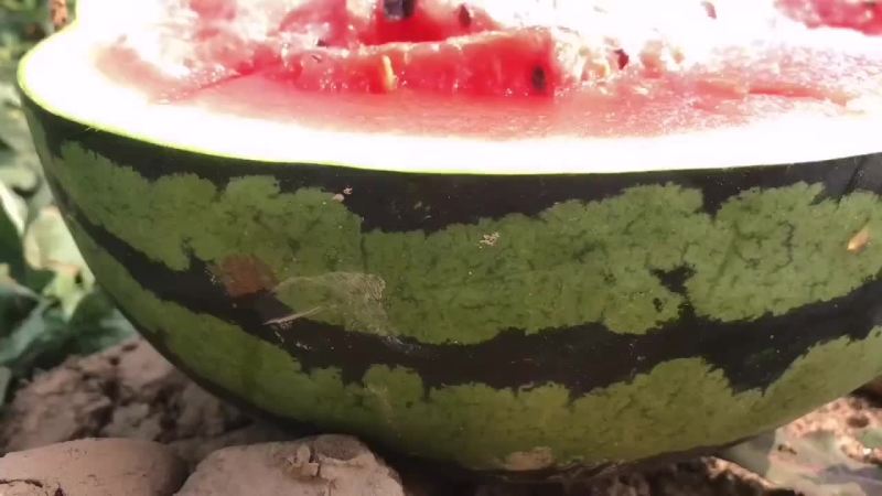 甜王，等各种应季水果，蔬菜