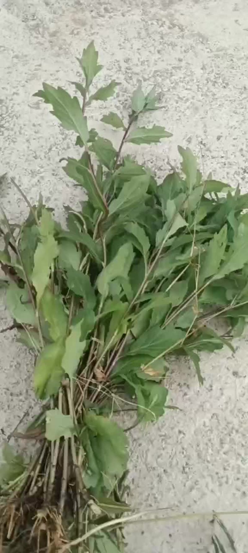 一亩收入十万元的中药材(农村种一亩地药材的利润有多少?看完就知道)