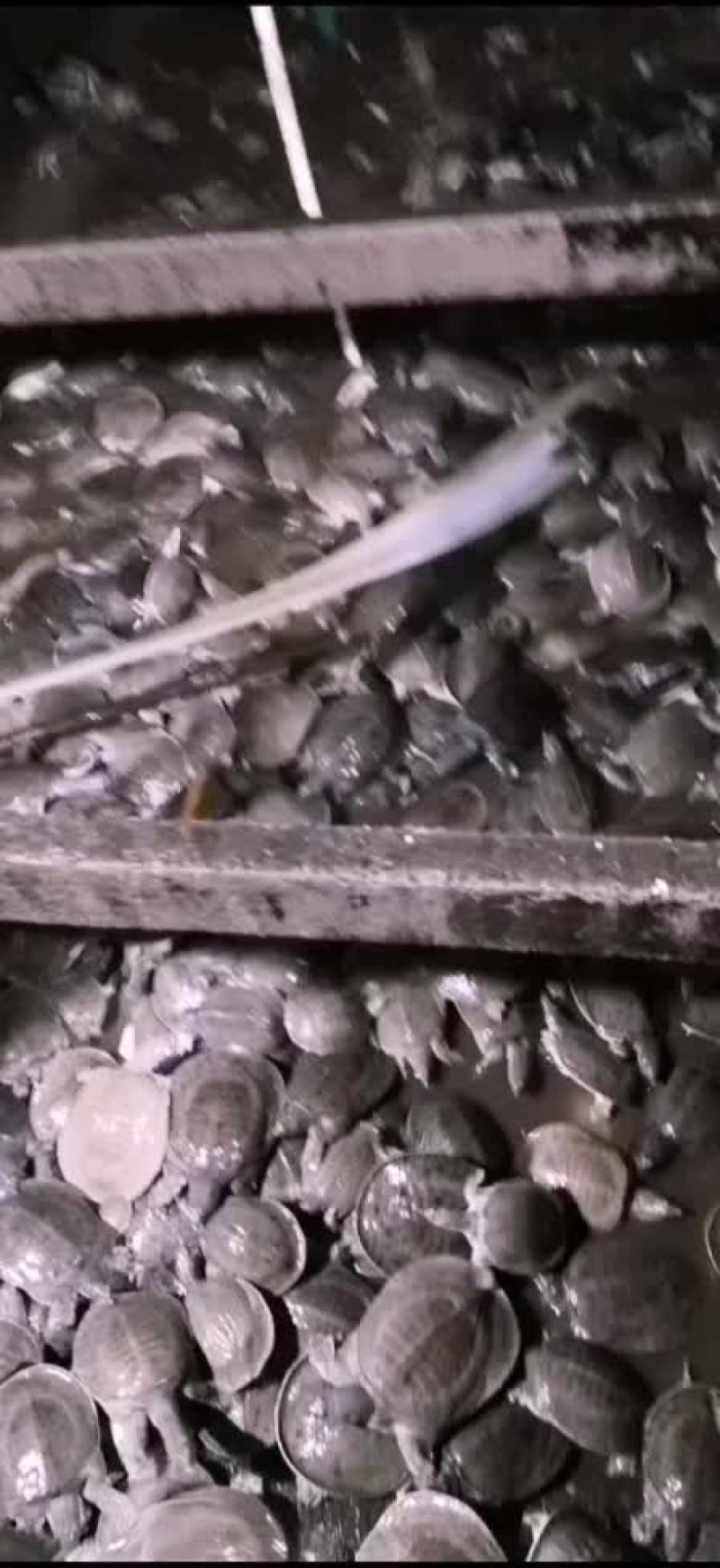 各种规格甲鱼，自产自销