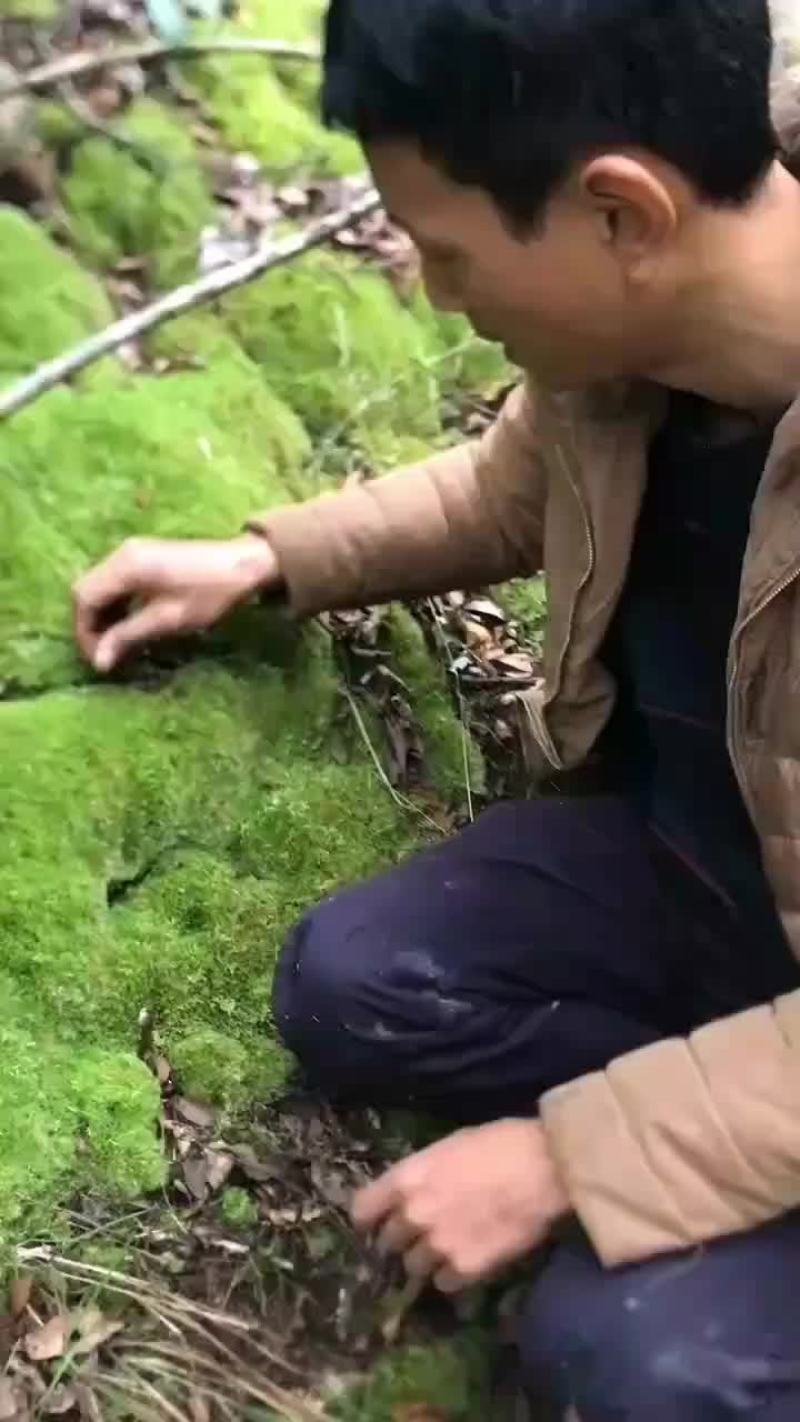 苔藓
