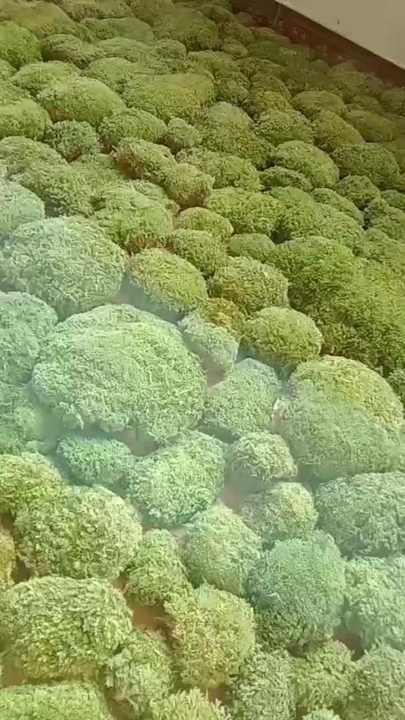 苔藓