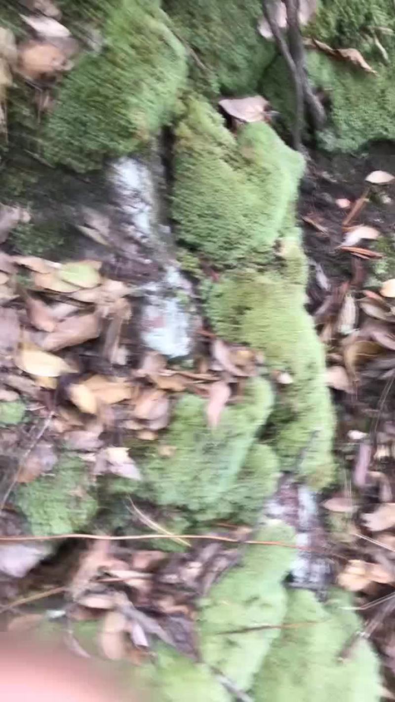 苔藓