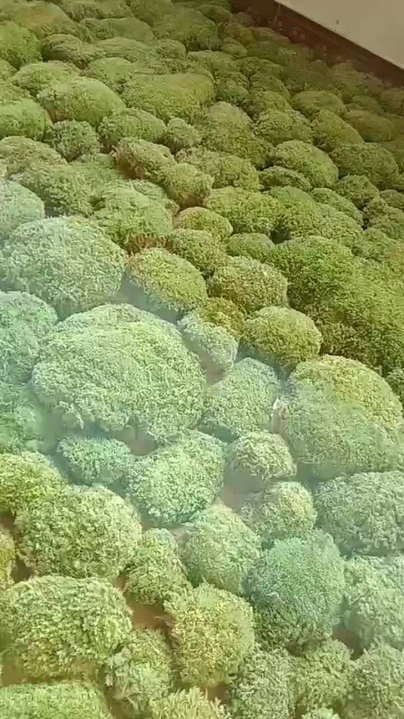 苔藓
