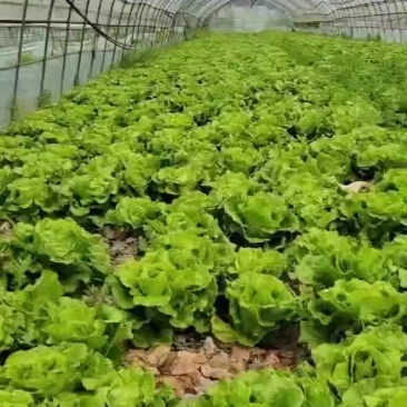 散叶生菜