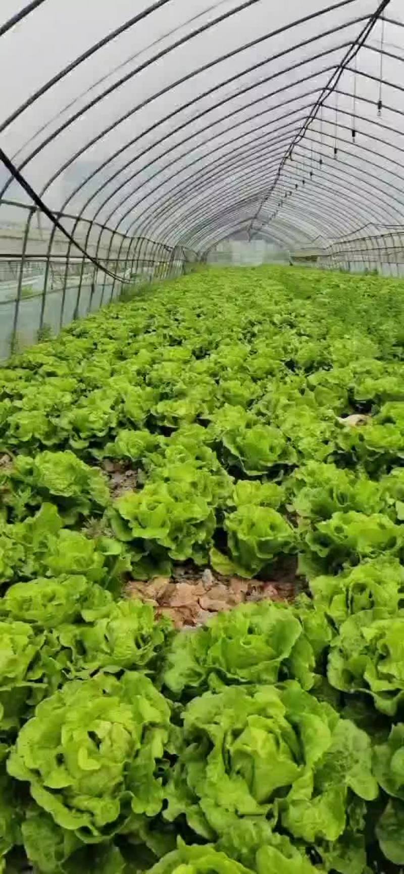 散叶生菜