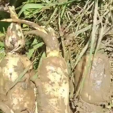 莲藕