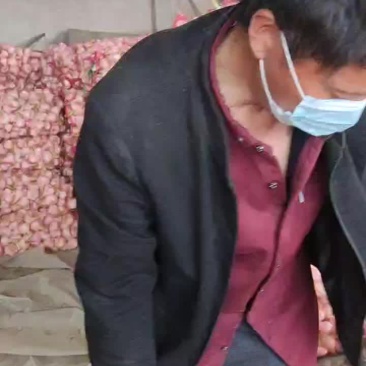 扒皮蒜大量供应你出价钱我想办法给你运出去