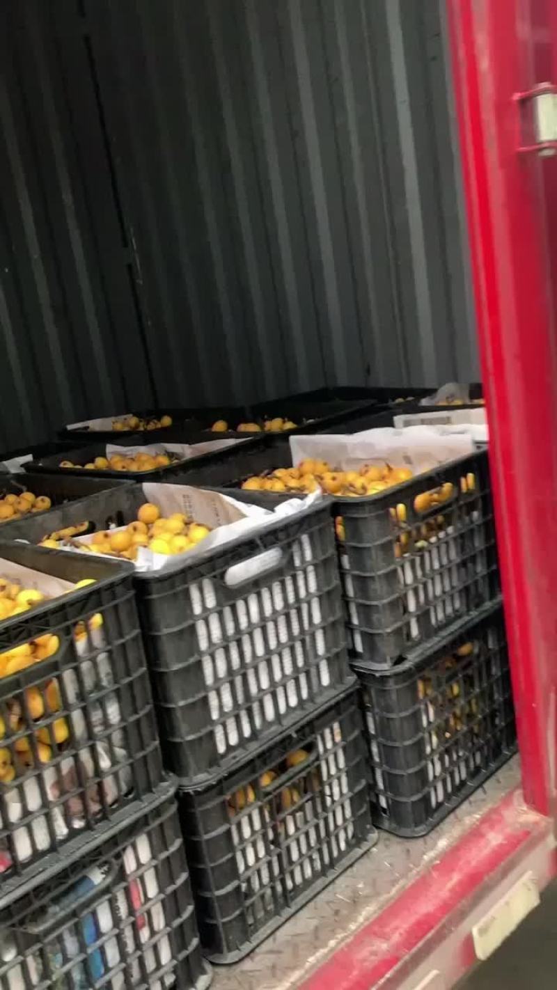塘栖枇杷软条白玉枇杷