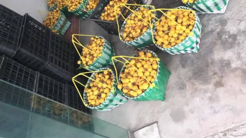 塘栖枇杷软条白玉枇杷