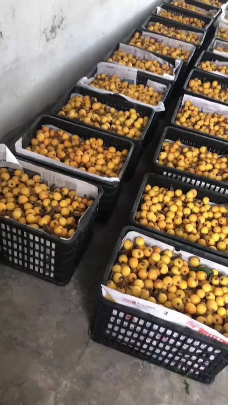 塘栖枇杷软条白玉枇杷