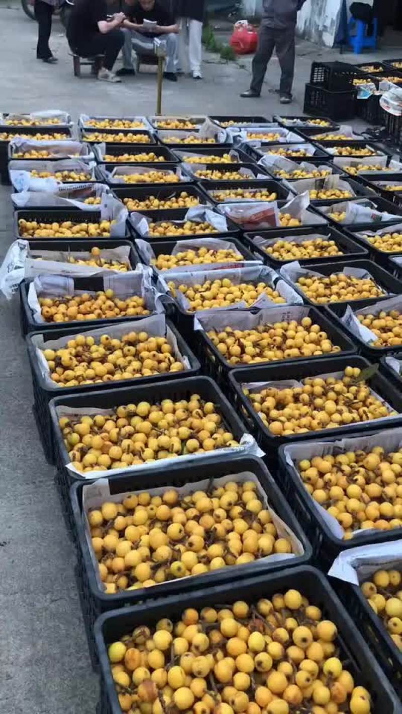 塘栖枇杷软条白玉枇杷