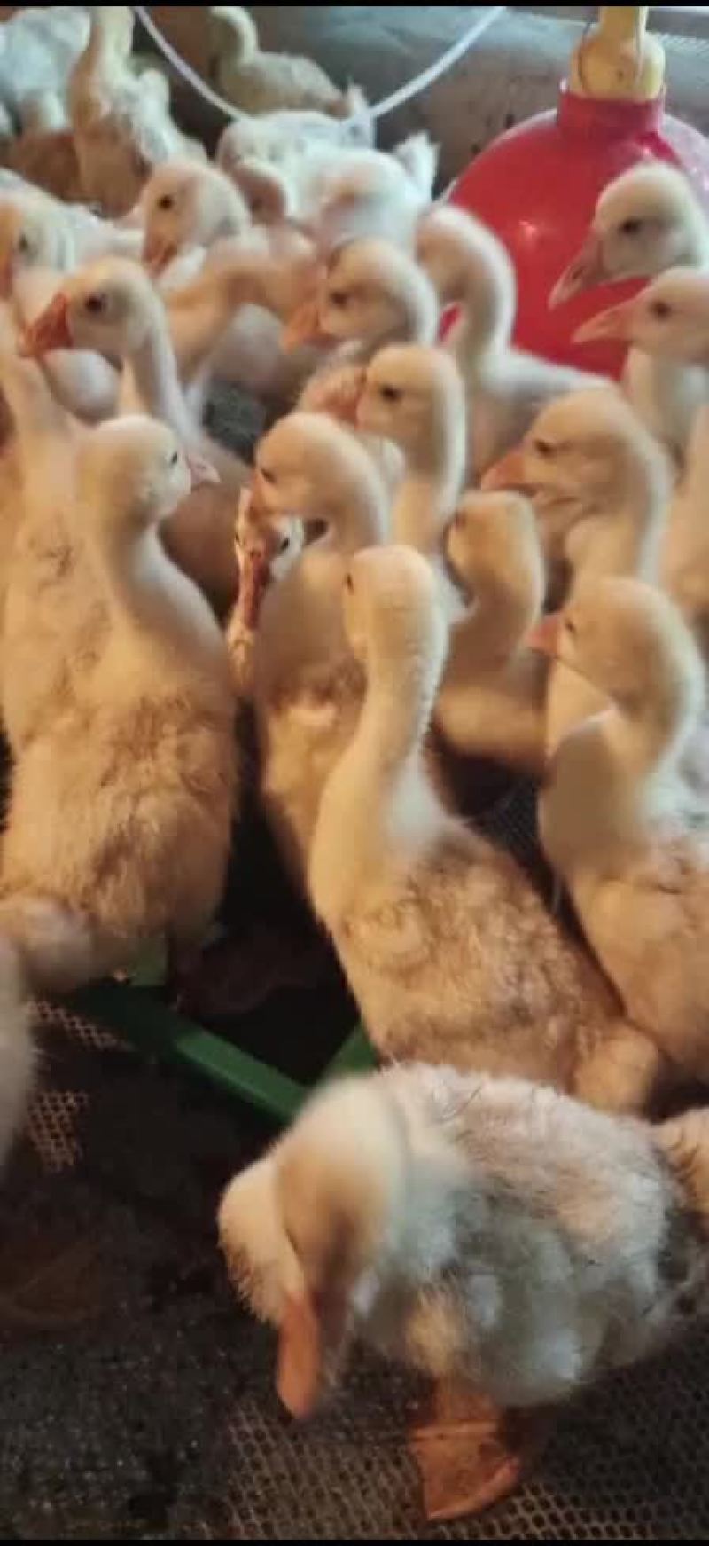 三花鹅苗