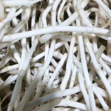 鱼腥草