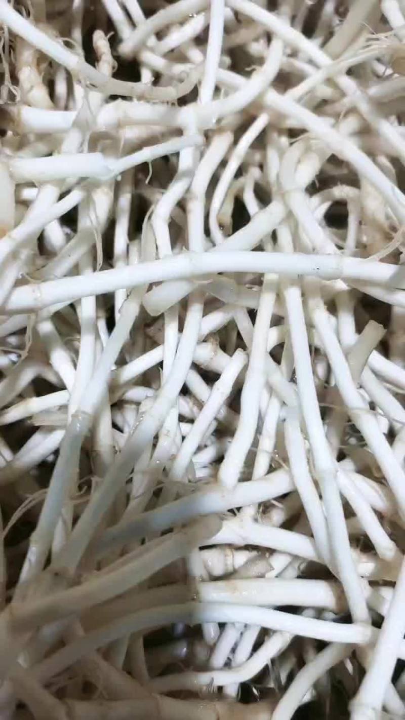 鱼腥草