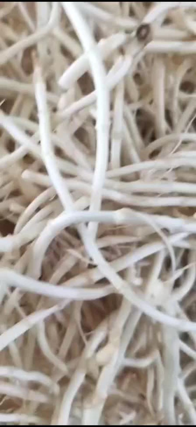 鱼腥草
