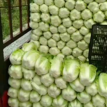 潜江秋喜大白菜永生蔬菜合作社