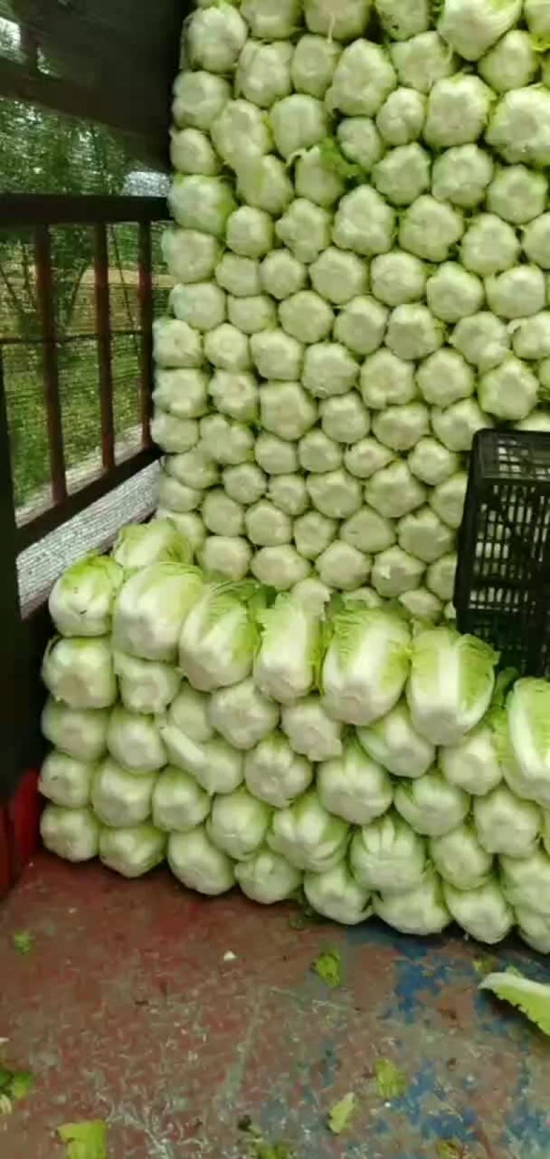 潜江秋喜大白菜永生蔬菜合作社