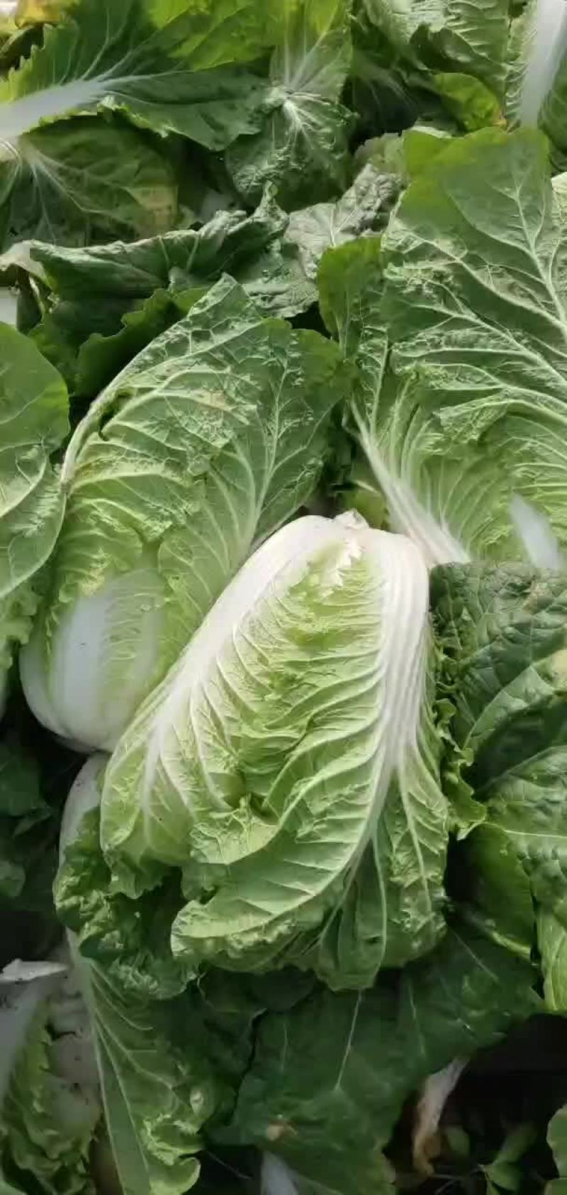 潜江秋喜大白菜永生蔬菜合作社