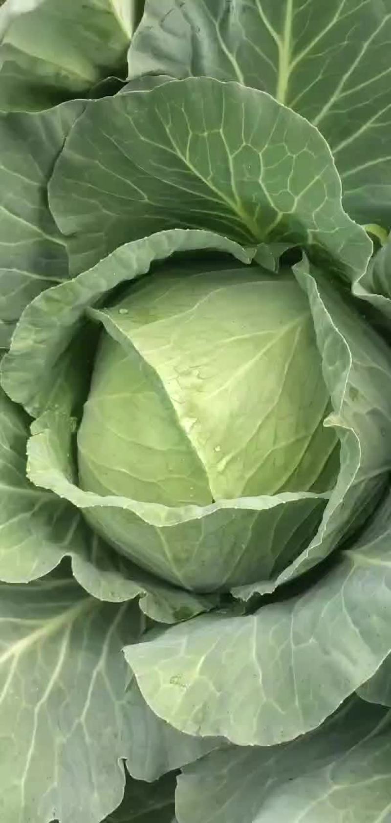 潜江秋喜大白菜永生蔬菜合作社
