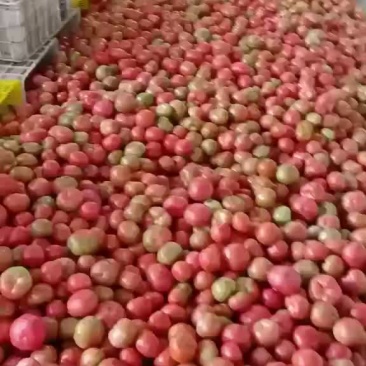 陕西硬粉西红柿现货