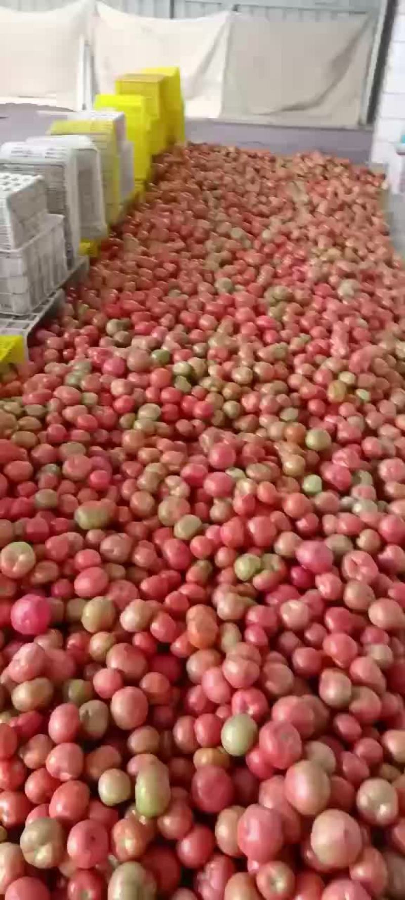 陕西硬粉西红柿现货