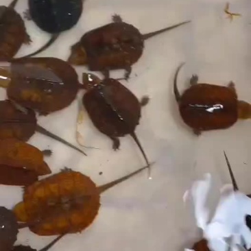 乌龟新货源