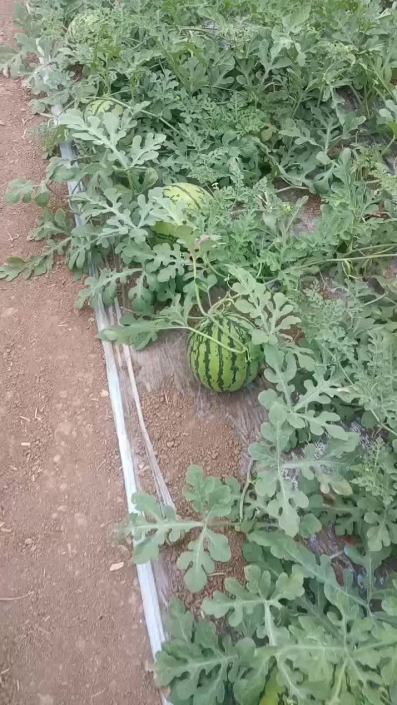 8424大量上市