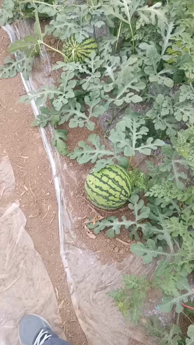 8424大量上市