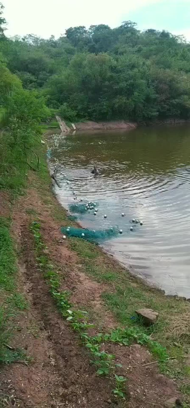 乡里草鱼，雄鱼