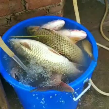 乡里草鱼，雄鱼