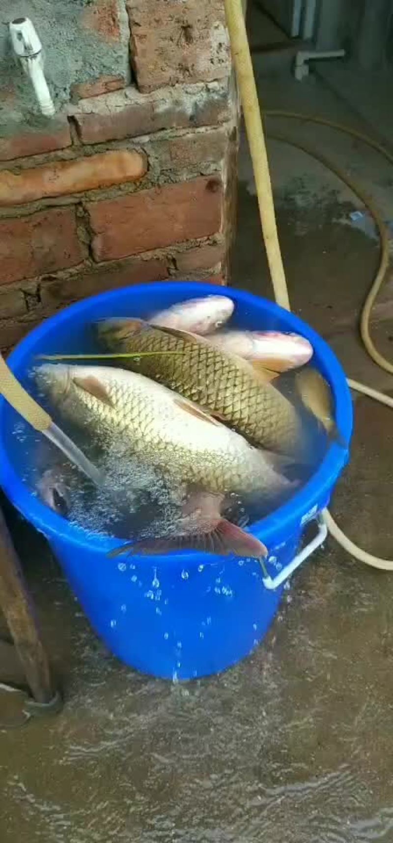 乡里草鱼，雄鱼