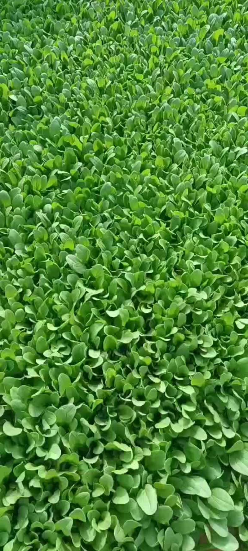 鸡毛菜