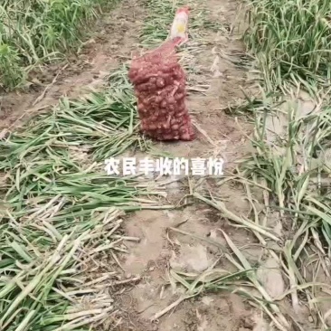 原阳大蒜