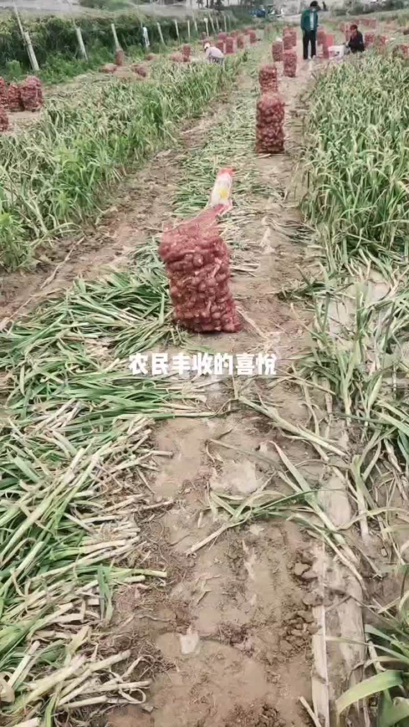 原阳大蒜